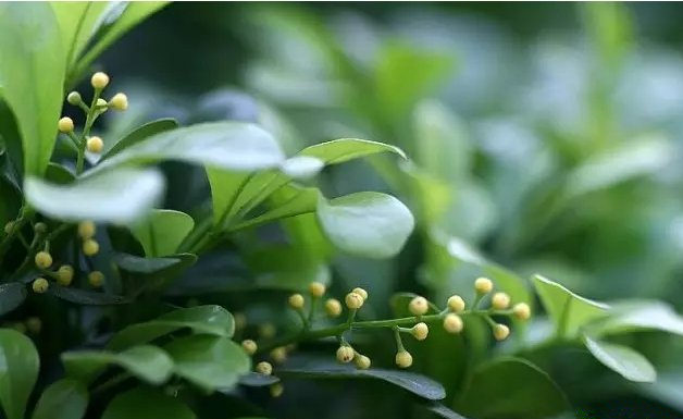 活性炭除甲醛有效嗎？